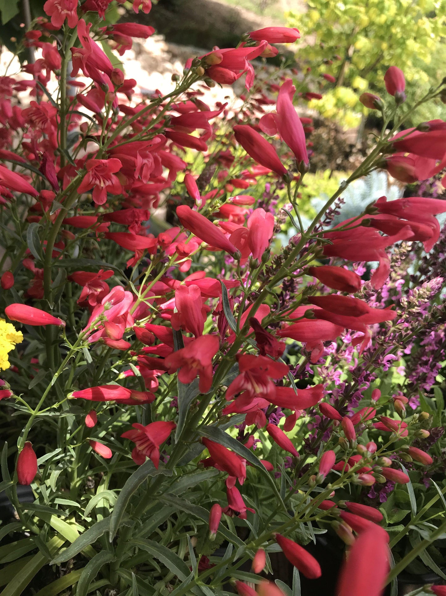 Penstemon Schmidel Red Riding Hood - View 9 from www redcrocus com