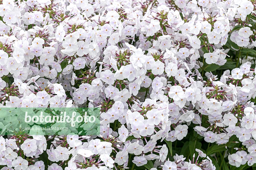 Phlox Paniculata Fashionably Early Crystal - View 10 from www redcrocus com