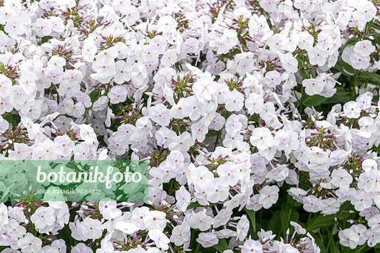 Phlox Paniculata Fashionably Early Crystal - View 10 from www redcrocus com