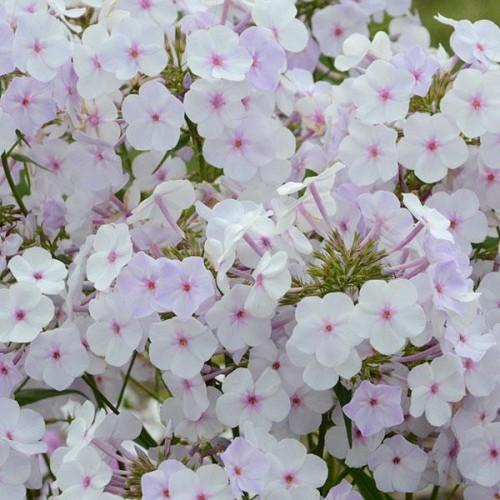 Phlox Paniculata Fashionably Early Crystal - View 11 from www redcrocus com