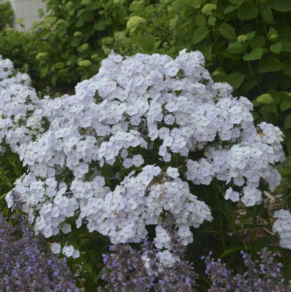 Phlox Paniculata Fashionably Early Crystal - View 12 from www redcrocus com