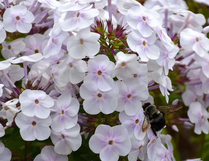 Phlox Paniculata Fashionably Early Crystal - View 13 from www redcrocus com