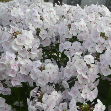 Phlox Paniculata Fashionably Early Crystal - View 14 from www redcrocus com