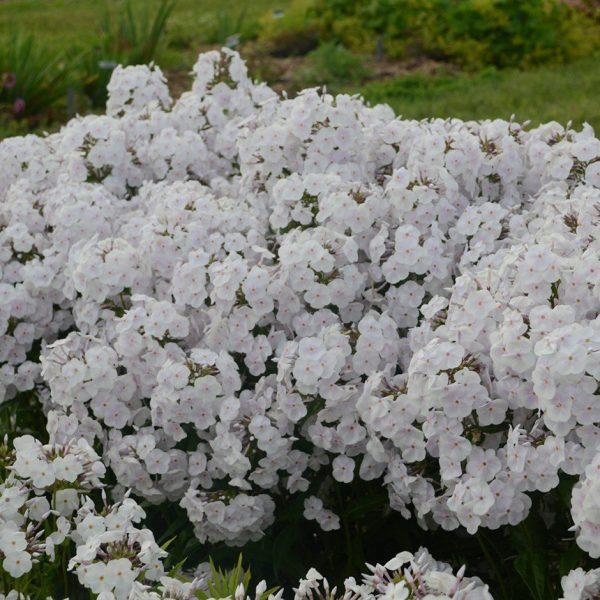 Phlox Paniculata Fashionably Early Crystal - View 15 from www redcrocus com
