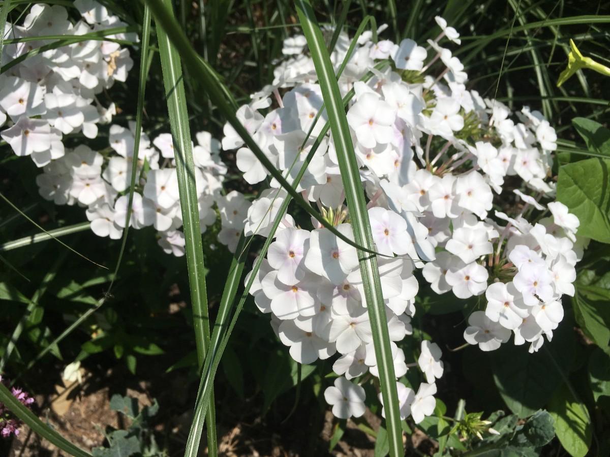 Phlox Paniculata Fashionably Early Crystal - View 16 from www redcrocus com