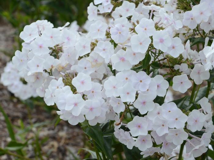 Phlox Paniculata Fashionably Early Crystal - View 2 from www redcrocus com