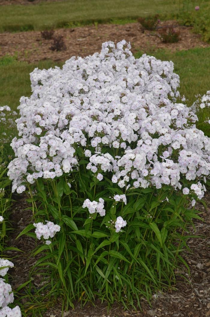 Phlox Paniculata Fashionably Early Crystal - View 4 from www redcrocus com