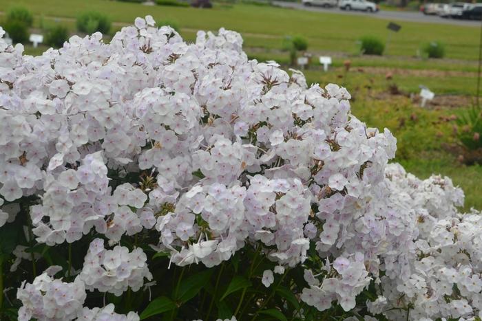 Phlox Paniculata Fashionably Early Crystal - View 6 from www redcrocus com