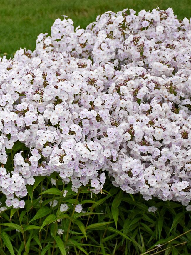 Phlox Paniculata Fashionably Early Crystal - View 7 from www redcrocus com