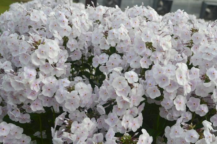 Phlox Paniculata Fashionably Early Crystal - View 9 from www redcrocus com