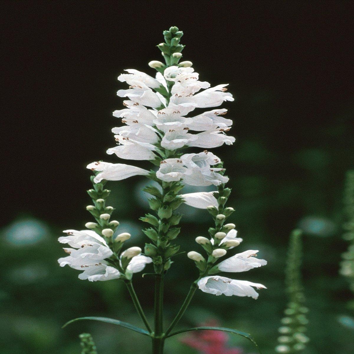 Physostegia Virginiana Miss Manners - View 10 from www redcrocus com