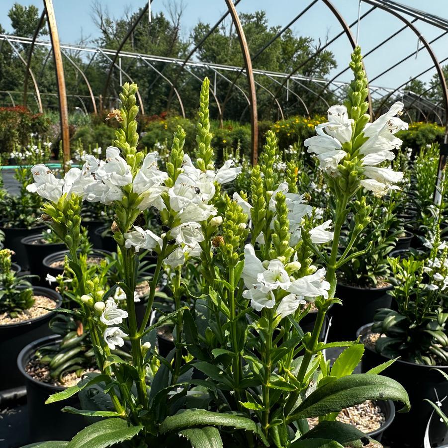 Physostegia Virginiana Miss Manners - View 12 from www redcrocus com