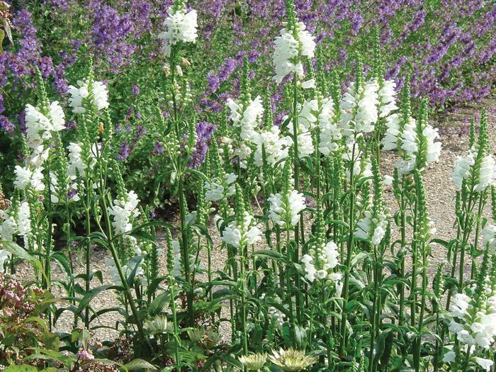 Physostegia Virginiana Miss Manners - View 13 from www redcrocus com