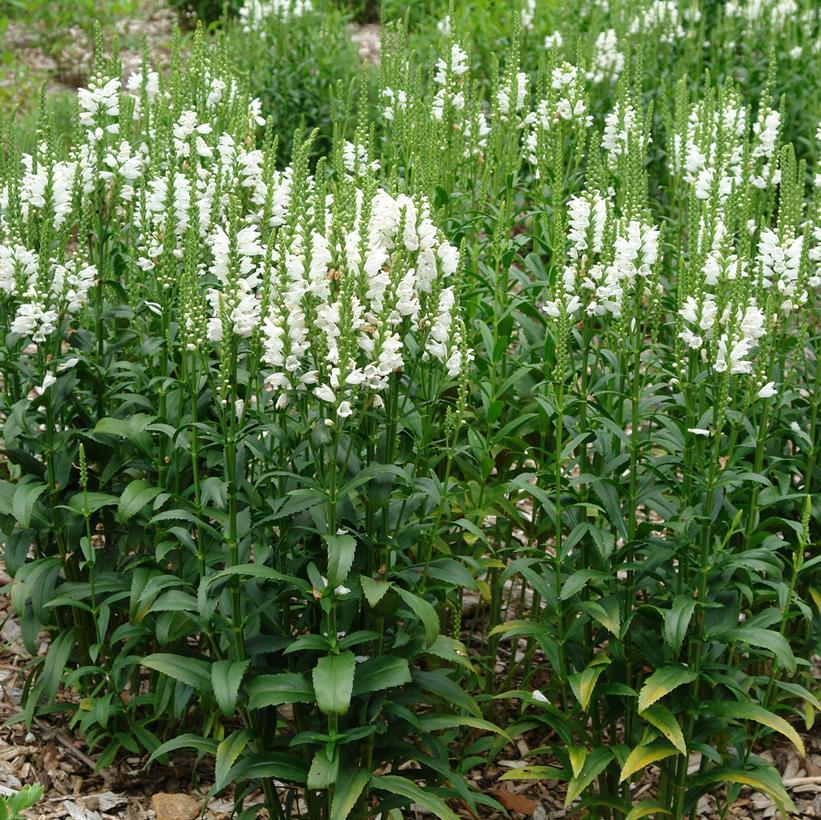 Physostegia Virginiana Miss Manners - View 16 from www redcrocus com