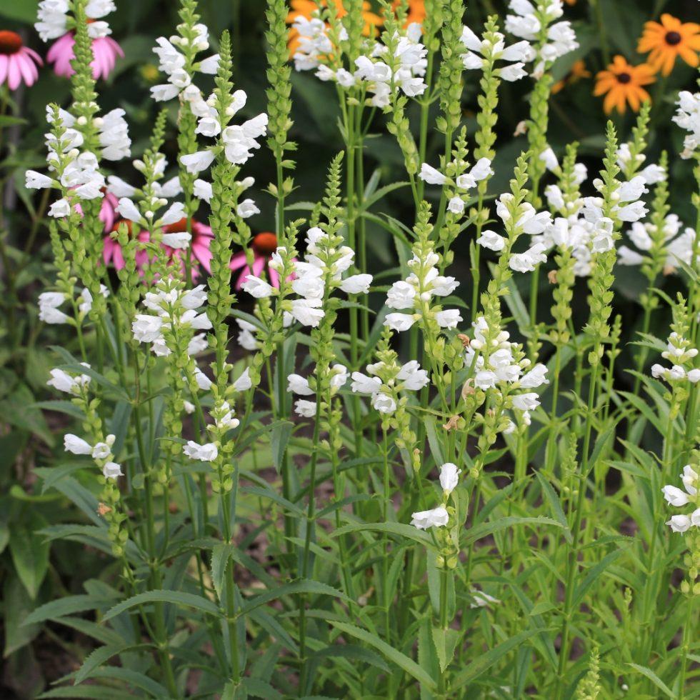 Physostegia Virginiana Miss Manners - View 1 from www redcrocus com