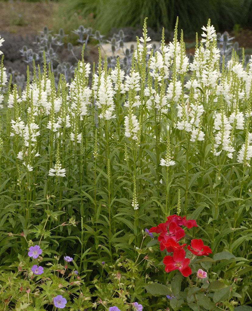 Physostegia Virginiana Miss Manners - View 2 from www redcrocus com