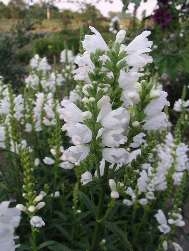 Physostegia Virginiana Miss Manners - View 3 from www redcrocus com