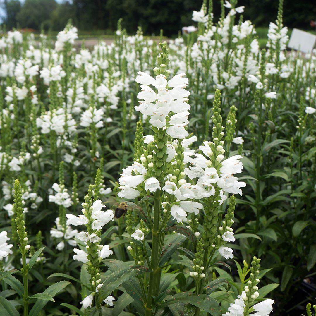 Physostegia Virginiana Miss Manners - View 4 from www redcrocus com