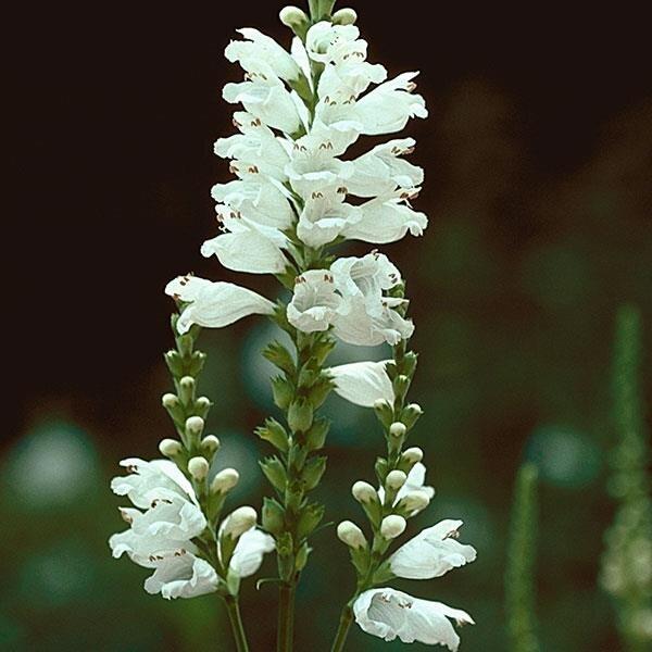 Physostegia Virginiana Miss Manners - View 5 from www redcrocus com