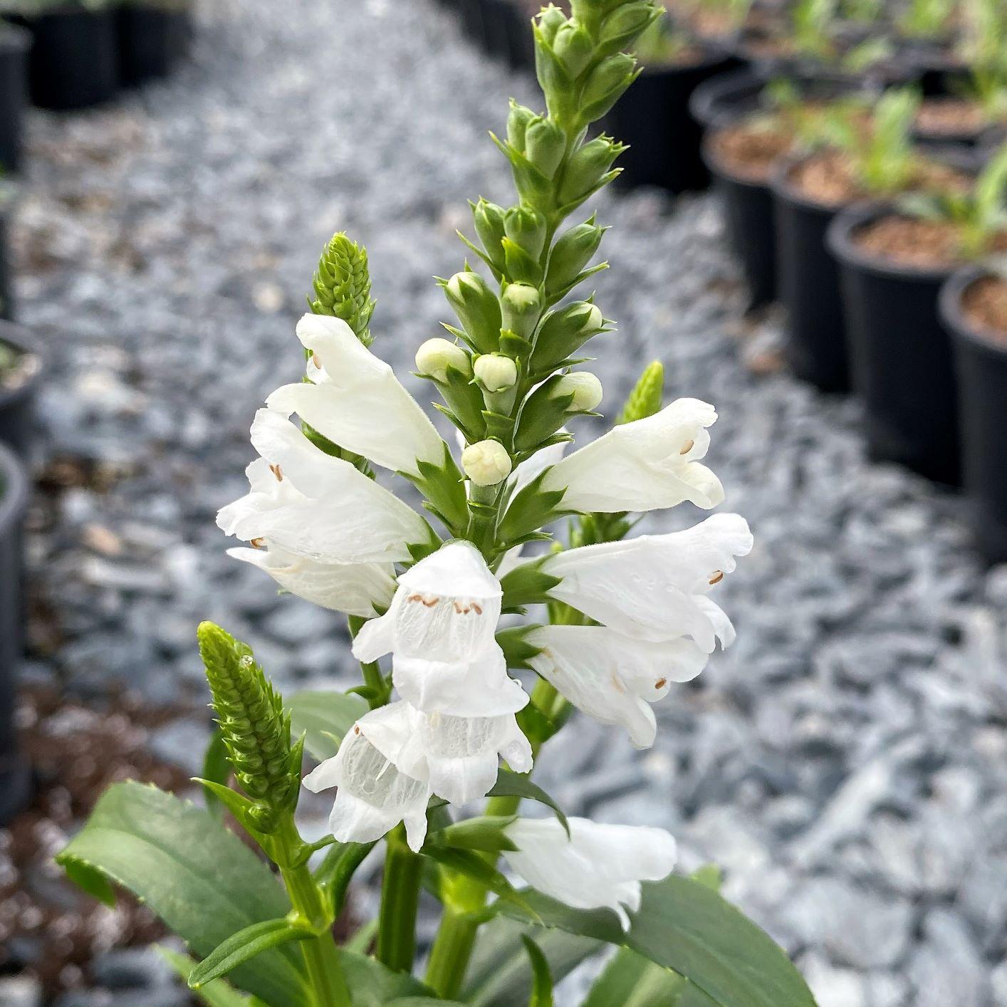 Physostegia Virginiana Miss Manners - View 6 from www redcrocus com