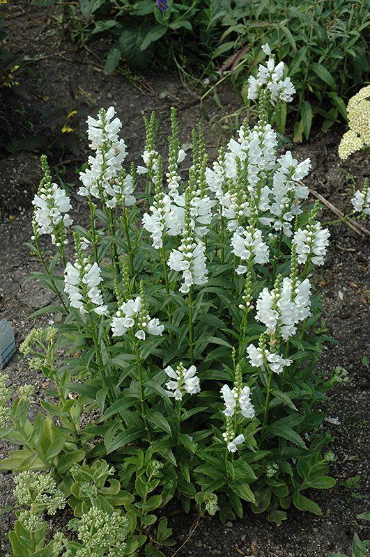 Physostegia Virginiana Miss Manners - View 7 from www redcrocus com