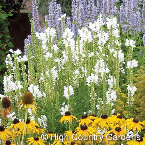 Physostegia Virginiana Miss Manners - View 8 from www redcrocus com