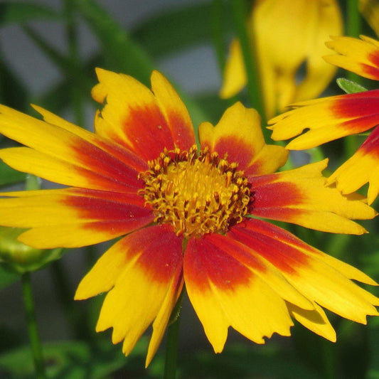 Coreopsis X Li L Bang Daybreak - View 10 from www redcrocus com
