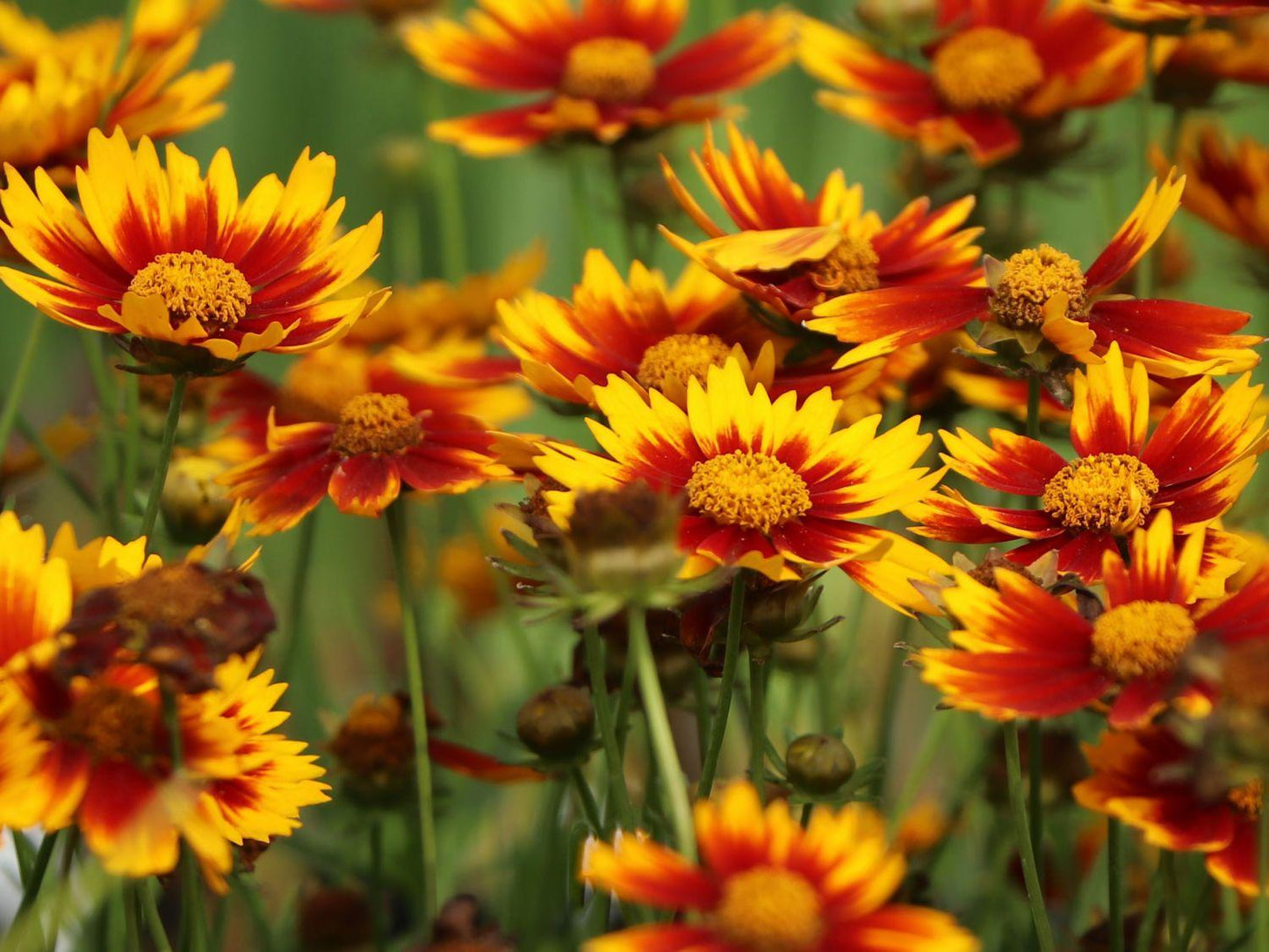 Coreopsis X Li L Bang Daybreak - View 11 from www redcrocus com