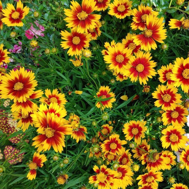 Coreopsis X Li L Bang Daybreak - View 13 from www redcrocus com