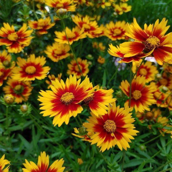 Coreopsis X Li L Bang Daybreak - View 15 from www redcrocus com