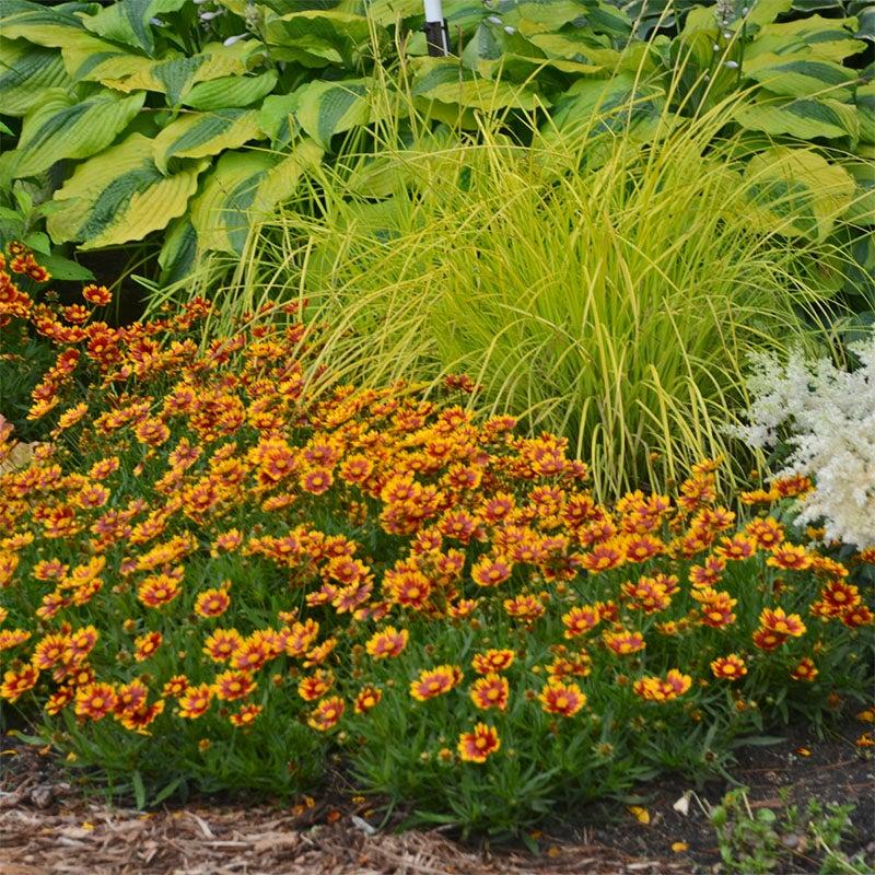Coreopsis X Li L Bang Daybreak - View 16 from www redcrocus com