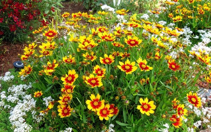 Coreopsis X Li L Bang Daybreak - View 17 from www redcrocus com
