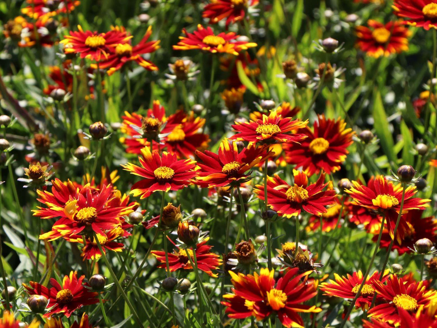 Coreopsis X Li L Bang Daybreak - View 19 from www redcrocus com