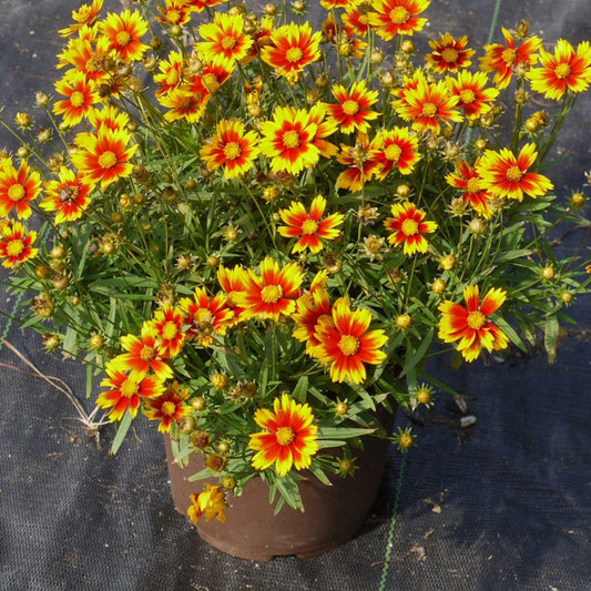 Coreopsis X Li L Bang Daybreak - View 1 from www redcrocus com