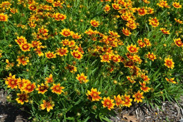 Coreopsis X Li L Bang Daybreak - View 2 from www redcrocus com