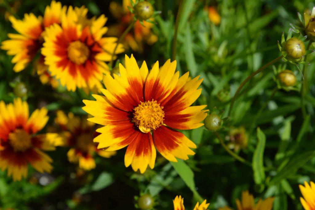 Coreopsis X Li L Bang Daybreak - View 3 from www redcrocus com