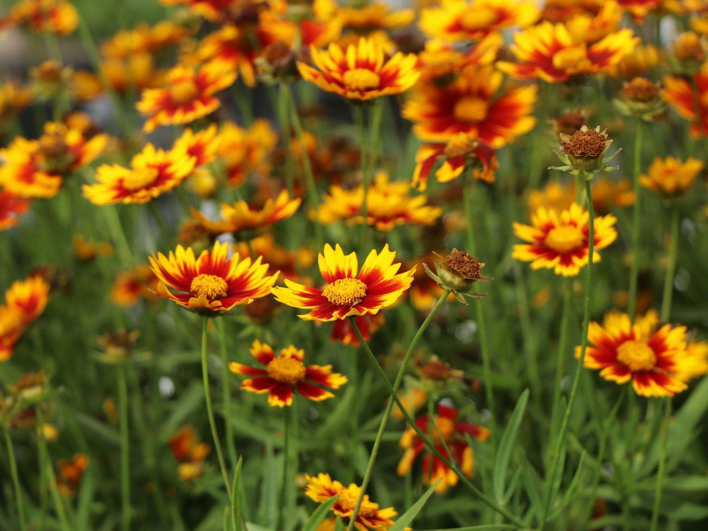 Coreopsis X Li L Bang Daybreak - View 5 from www redcrocus com