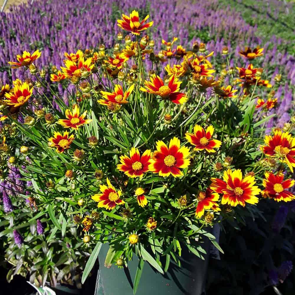 Coreopsis X Li L Bang Daybreak - View 6 from www redcrocus com