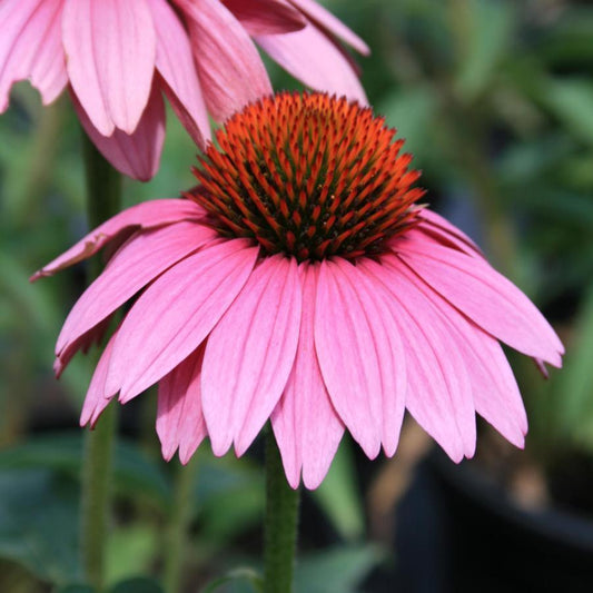 Echinacea Purpurea Prairie Splendor - View 12 from www redcrocus com