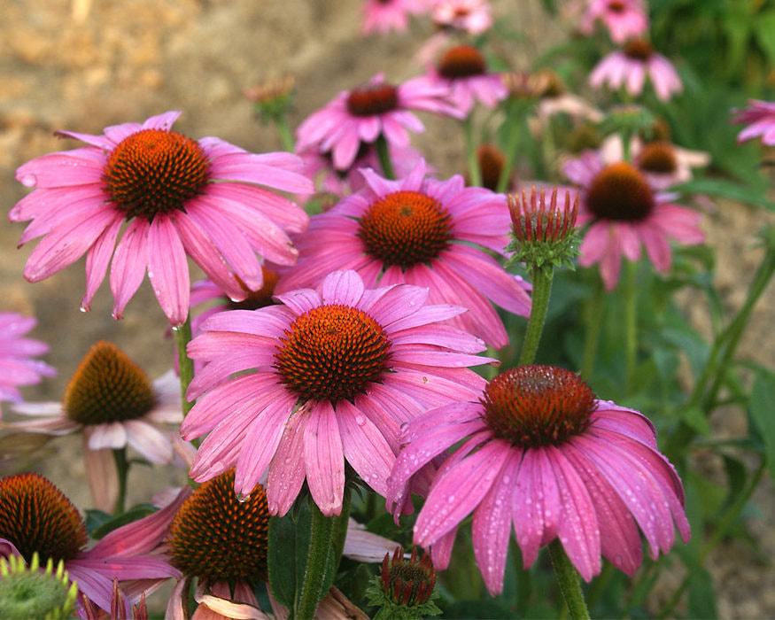 Echinacea Purpurea Prairie Splendor - View 14 from www redcrocus com