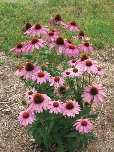 Echinacea Purpurea Prairie Splendor - View 15 from www redcrocus com