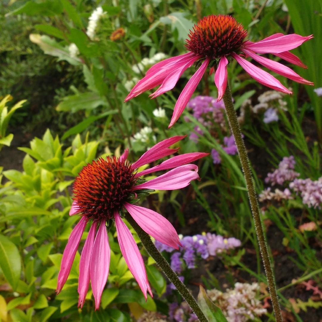 Echinacea Purpurea Prairie Splendor - View 16 from www redcrocus com