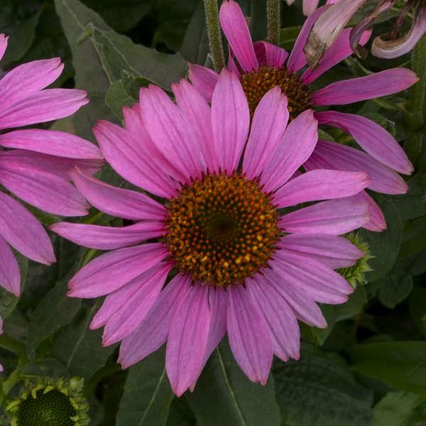 Echinacea Purpurea Prairie Splendor - View 17 from www redcrocus com