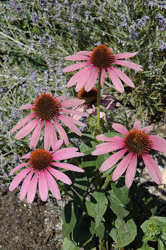 Echinacea Purpurea Prairie Splendor - View 18 from www redcrocus com