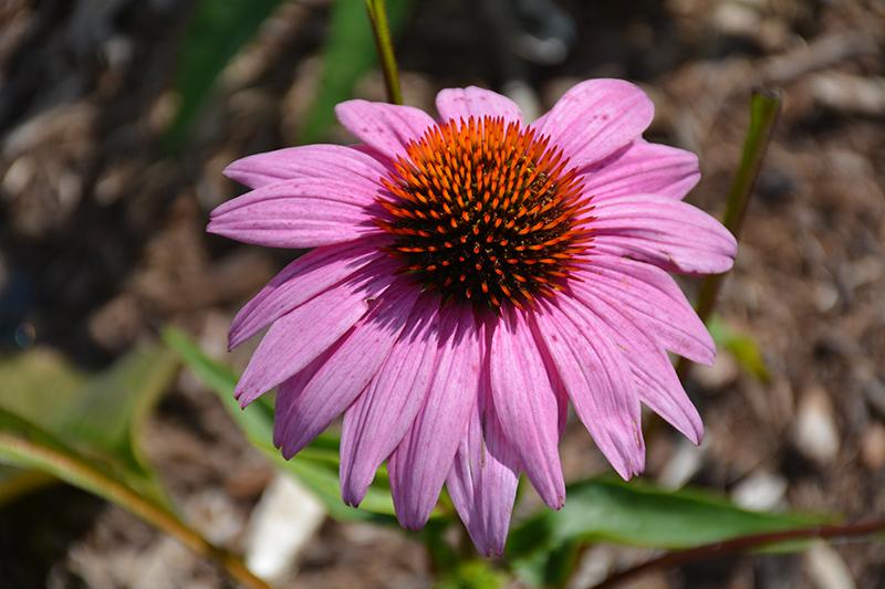 Echinacea Purpurea Prairie Splendor - View 19 from www redcrocus com