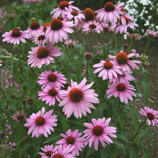 Echinacea Purpurea Prairie Splendor - View 1 from www redcrocus com