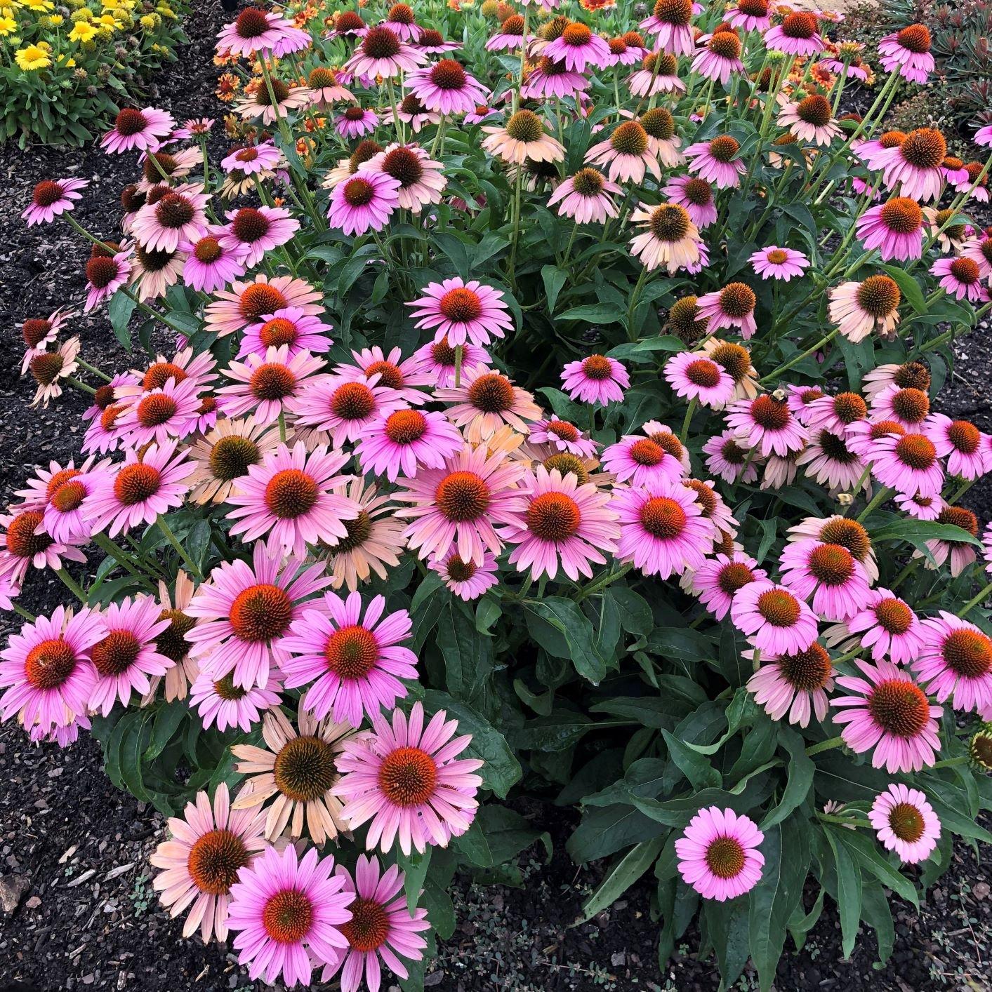 Echinacea Purpurea Prairie Splendor - View 2 from www redcrocus com