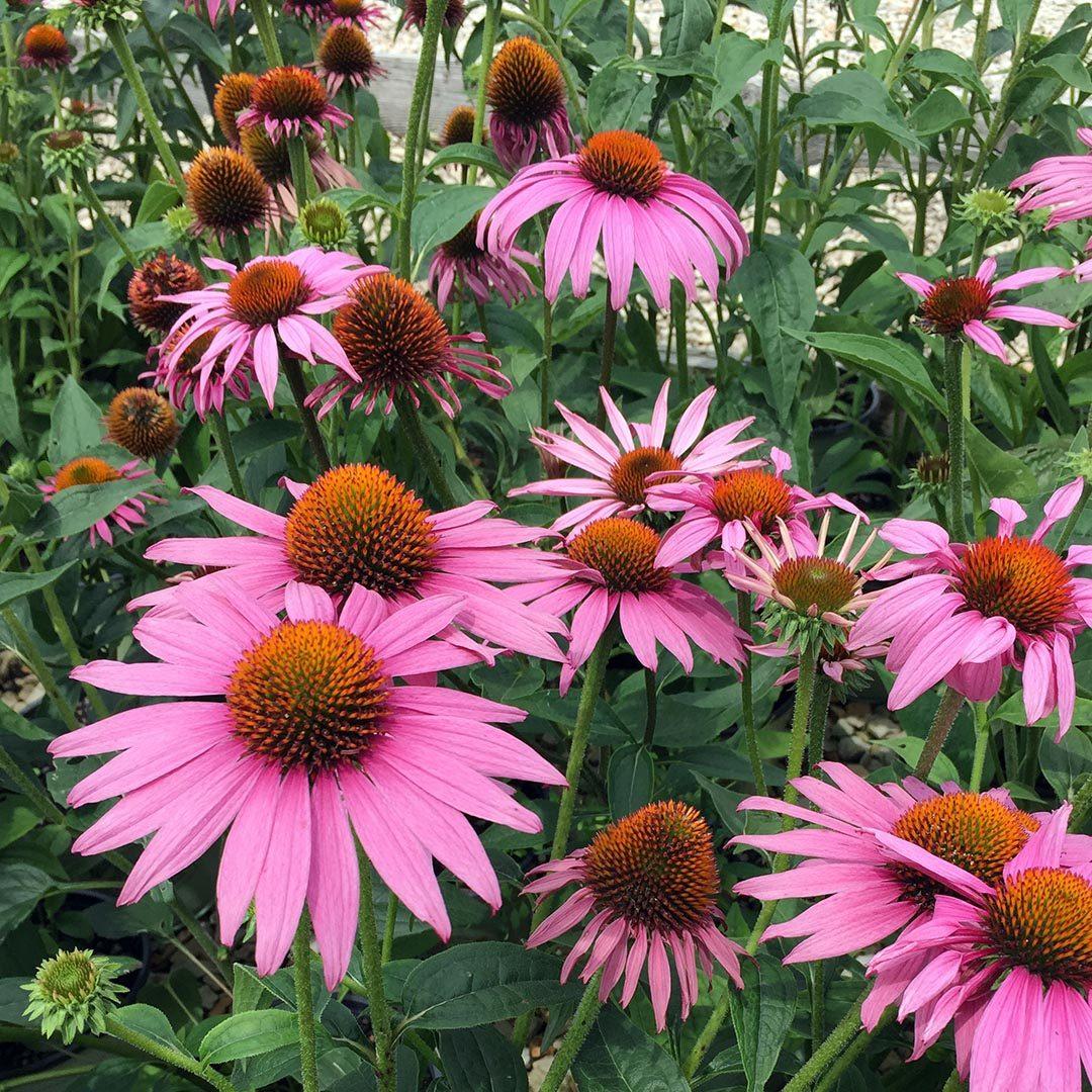 Echinacea Purpurea Prairie Splendor - View 4 from www redcrocus com