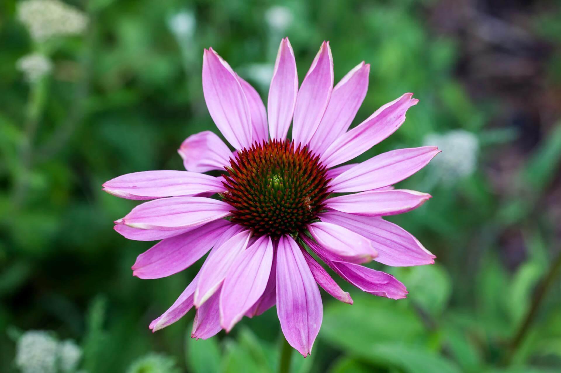 Echinacea Purpurea Prairie Splendor - View 9 from www redcrocus com