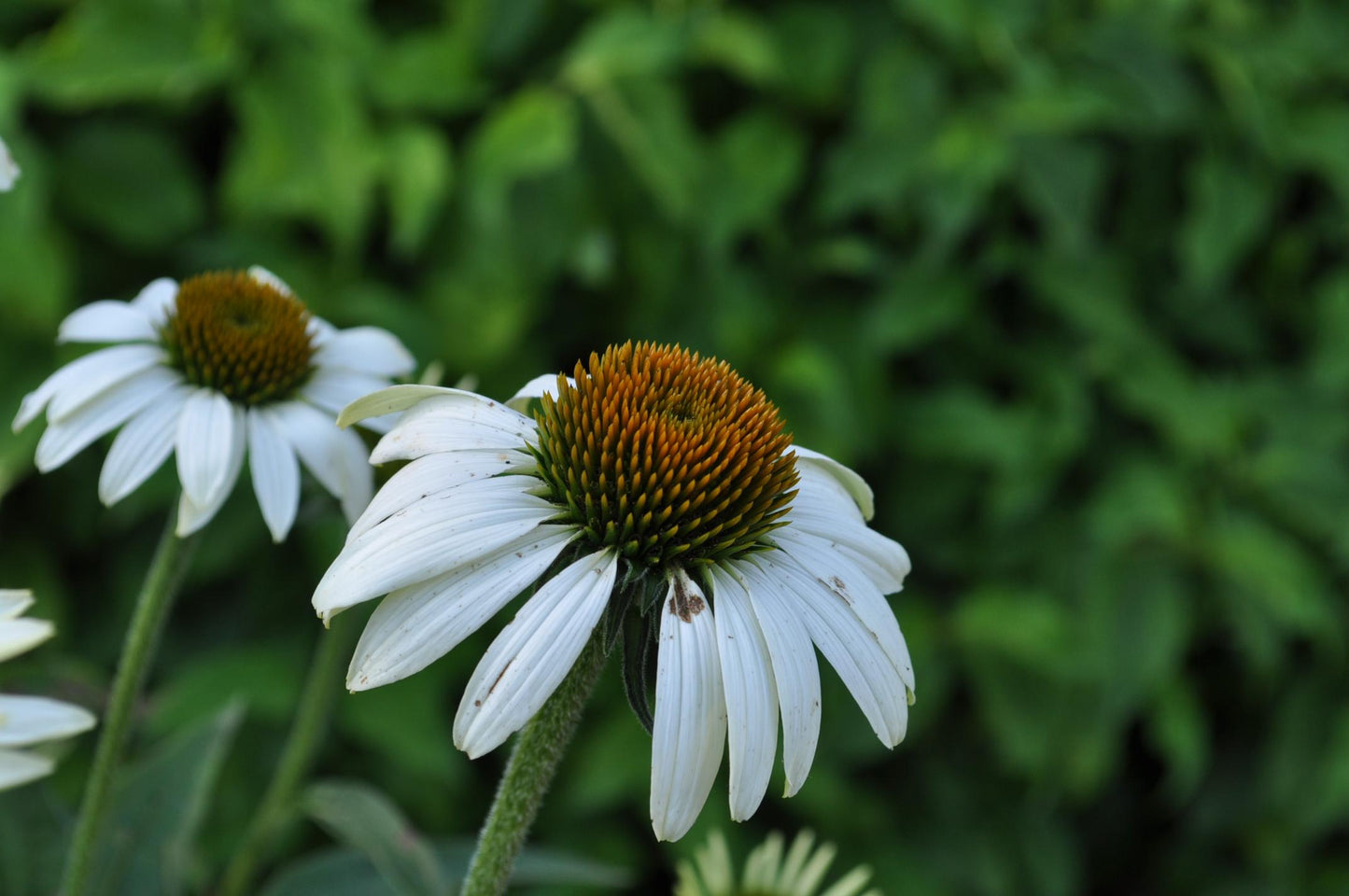 Echinacea Purpurea White Swan - View 10 from www redcrocus com